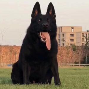 河北九鼎工作犬训练基地（慕乐）头像