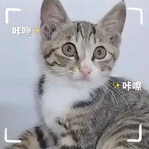 上进的大米是只猫头像