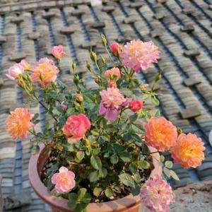花一枝丿头像