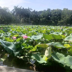 游戏玩家头像