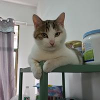 流浪猫冬冬头像