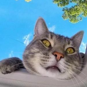春天里的太阳头像