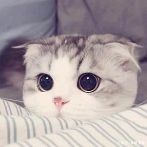 每天都看萌猫宝哥哥的视频头像