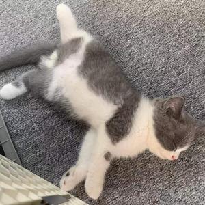 zZ🐾头像