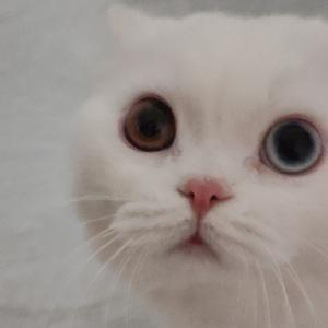 悠闲白猫头像