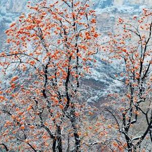 雪满山中舞头像