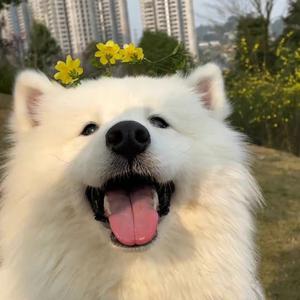 小小二逗动画头像
