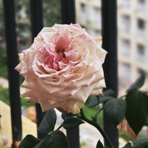 小小先生头像