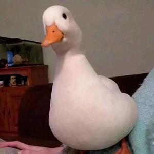 南风过境头像