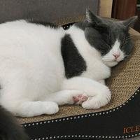 胖柚子看视频头像