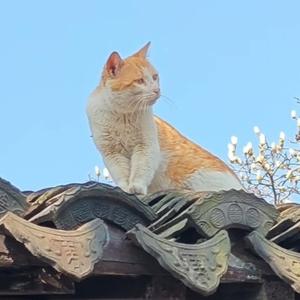 苏誠言头像