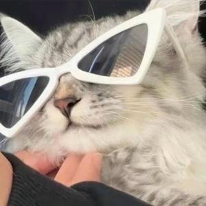 特猫too头像