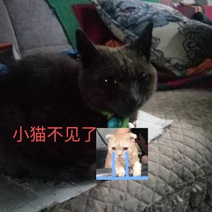 玩迷你的灰猫头像