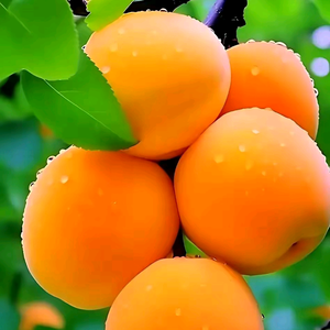 莲花伫立头像