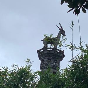 聆听鸟语头像
