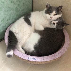 逗总头像