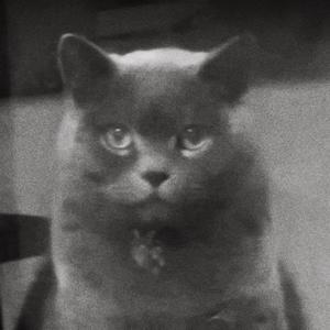 奶茶是只猫丫GQvn头像
