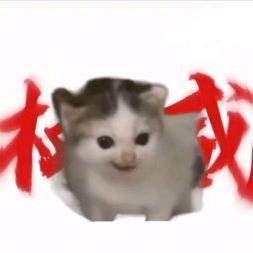 猫meme小剧场头像