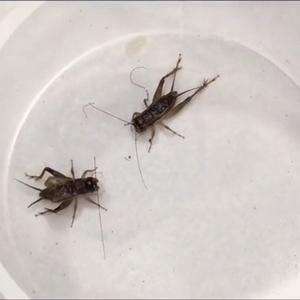蟋蟀故事头像