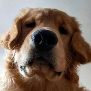 大黄狗皮皮🐾头像