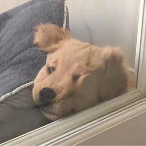 山自在水如来头像