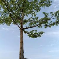 一叶知秋意8头像