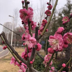 豆糯奇头像