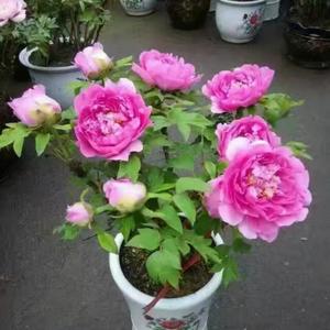 国花精品牡丹头像