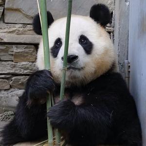 福pupu是宝头像