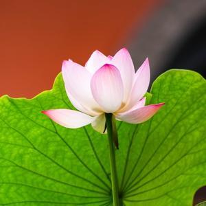 卖衣柜的蟹老板头像