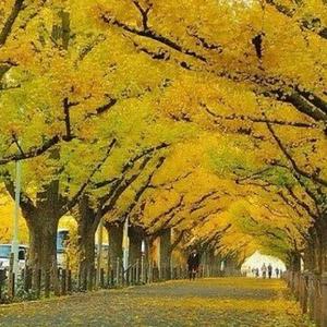 一班张班长 头像