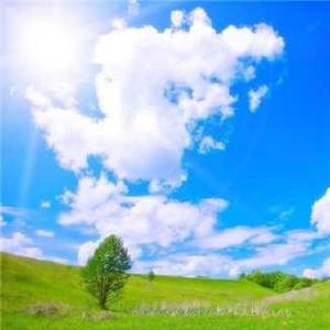 亚热带植物头像