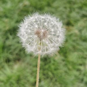 松间享清凉头像