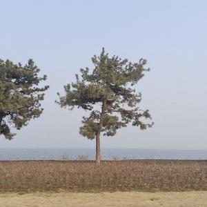 直帅小杨头像