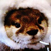 勇者高山白云头像