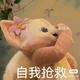 Dobbyisfreeeee头像