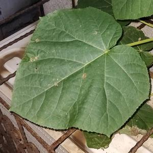 崇高的焚化炉 头像