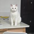whj醉东风头像
