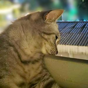 貓工頭头像