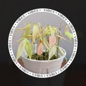 北阳台的花头像