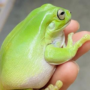 孙志卿爱唱歌 头像