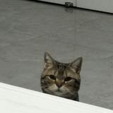 爽儿🌸🐱头像