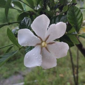 山韵盆景素材头像