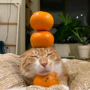 白高高头像