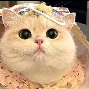 琪琪可可爱 头像