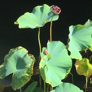 西傲赧头像