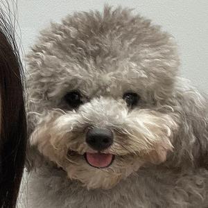 本华是个反骨仔头像