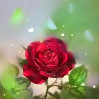 轻松奥利给头像