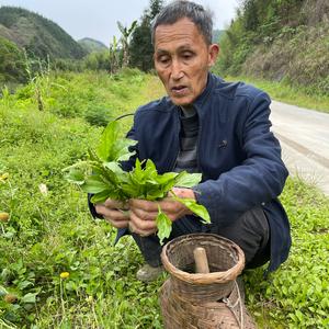 陈氏百草千方头像