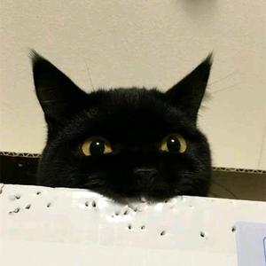 苍蓝星与猫头像